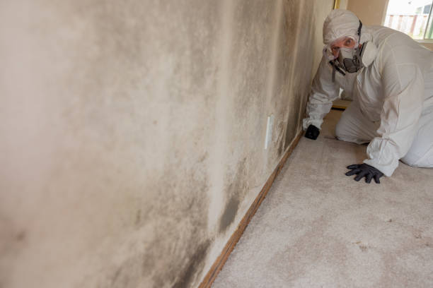 Biohazard Mold Removal in Douglas, AL